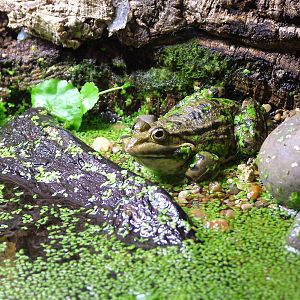 Marsh Frog at Slimbridge 06/02/10