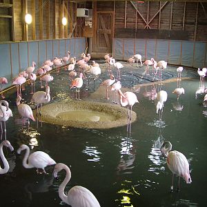 Mixed flamingo flock at Slimbridge 06/02/10