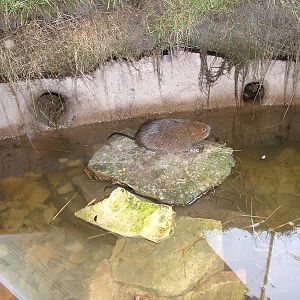 Northern Water Vole at Slimbridge 06/02/10