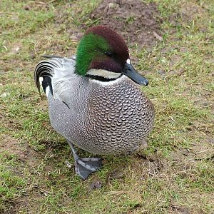 Falcated Teal at Slimbridge 06/02/10