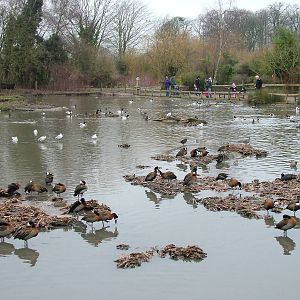 African lake at Slimbridge 06/02/10