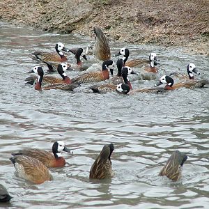 White-faced Whistling Ducks at Slimbridge 06/02/10