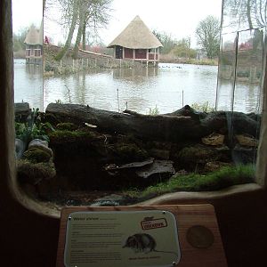 European Water Shrew exhibit at Slimbridge 06/02/10