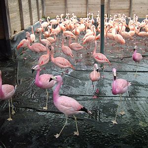 Mixed flamingo flock at Slimbridge 06/02/10