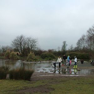 South American pen at Slimbridge 06/02/10