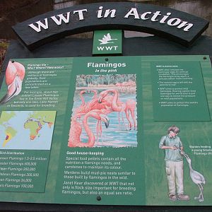 Flamingo sign at Slimbridge 06/02/10