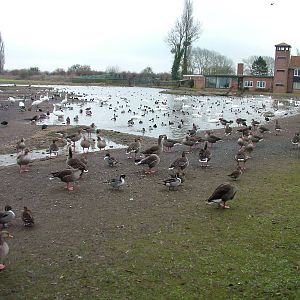 Wild waterfowl at Slimbridge 06/02/10