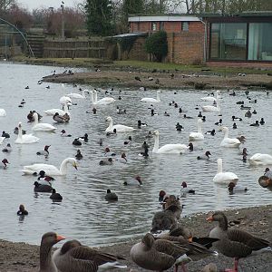 Wild waterfowl at Slimbridge 06/02/10