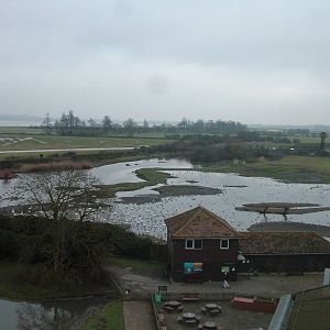 View of Rushy Pond at Slimbridge 06/02/10