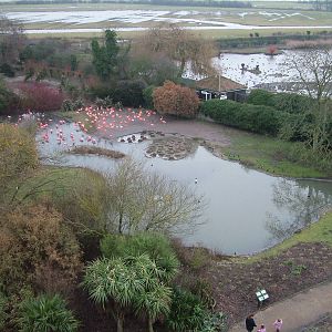Caribbean Flamingo/Lesser Scaup exhibit at Slimbridge 06/02/10