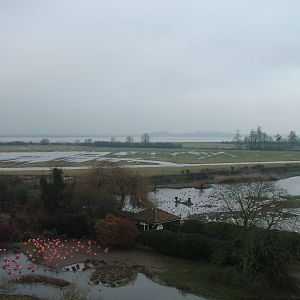 Caribbean Flamingos and reserve view at Slimbridge 06/02/10