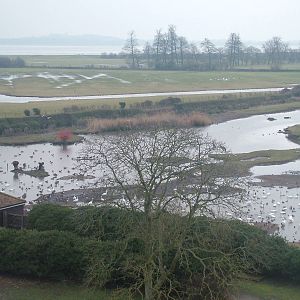 Rushy Pond and Tack Piece at Slimbridge 06/02/10