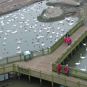 'Swan Lake' at Slimbridge 06/02/10