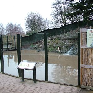 Canadian Otter exhibit at Slimbridge 06/02/10