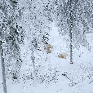 Polar bears (Ursus maritimus)