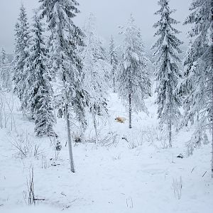 Polar bear enclosure
