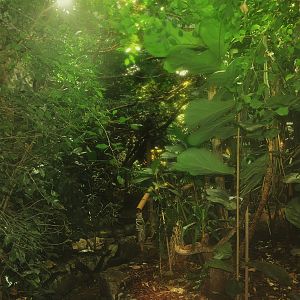 Rainforest