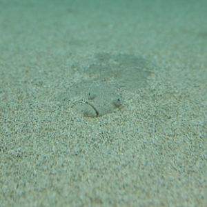 AquarOfPacific - Feb 6, 2010