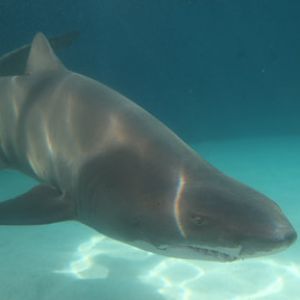 AquarOfPacific - Feb 6, 2010