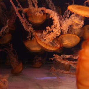 AquarOfPacific - Feb 6, 2010