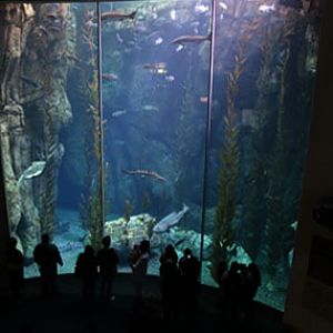 AquarOfPacific - Feb 6, 2010