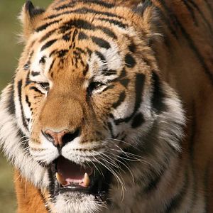 Amur Tiger, Marwell Wildlife