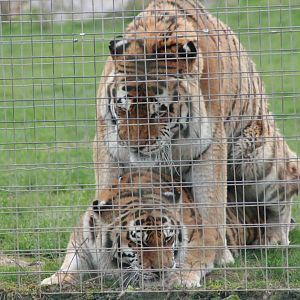 Amur Tiger, Marwell Wildlife