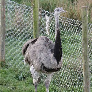 Rhea, Marwell Wildlife
