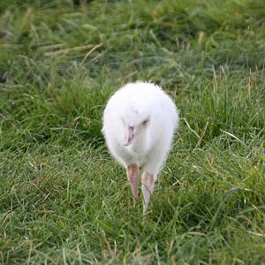 Rhea, Marwell Wildlife