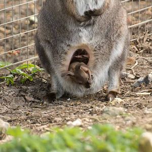 Bennets Wallaby