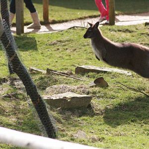 Bennets Wallaby