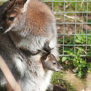Bennets Wallaby