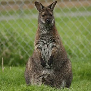 Bennets Wallaby