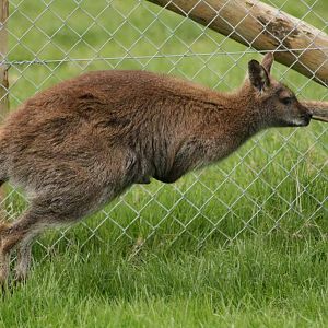 Bennets Wallaby