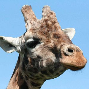 Giraffe, Marwell Wildlife
