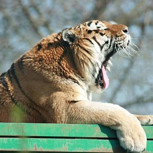 Amur Tiger, Marwell Wildlife