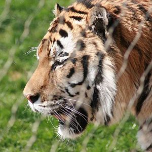 Amur Tiger, Marwell Wildlife