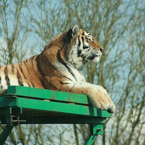 Amur Tiger, Marwell Wildlife