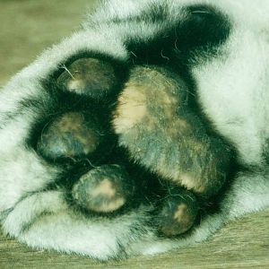 Amur Tiger, Marwell Wildlife