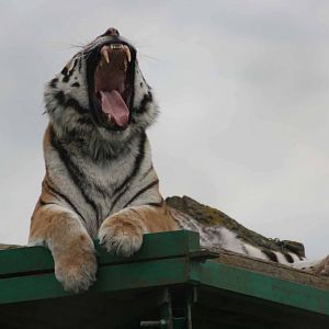 Amur Tiger, Marwell Wildlife