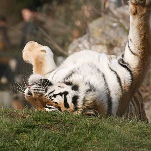 Amur Tiger, Marwell Wildlife