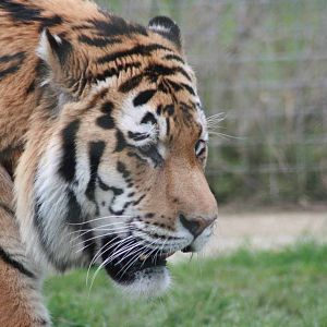 Amur Tiger, Marwell Wildlife