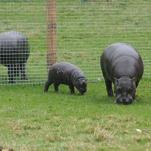 Pygmy Hippo, Marwell Wildlife
