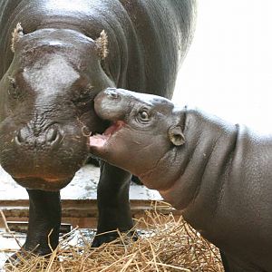 Pygmy Hippo, Marwell Wildlife
