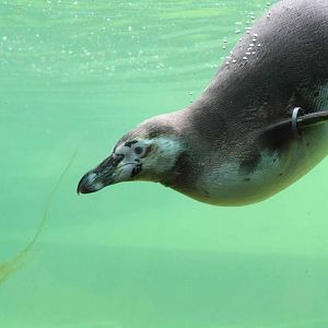 Humboldt Penguin, Marwell Wildlife
