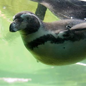 Humboldt Penguin, Marwell Wildlife