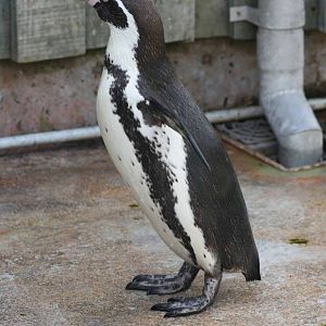Humboldt Penguin, Marwell Wildlife