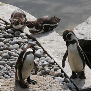 Humboldt Penguin, Marwell Wildlife