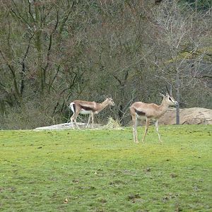 African Savanna - Grant's Gazelles