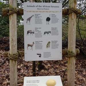 African Savanna - Signage